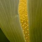 Peeking Pollens